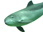 porpoise11_frilagd.jpg